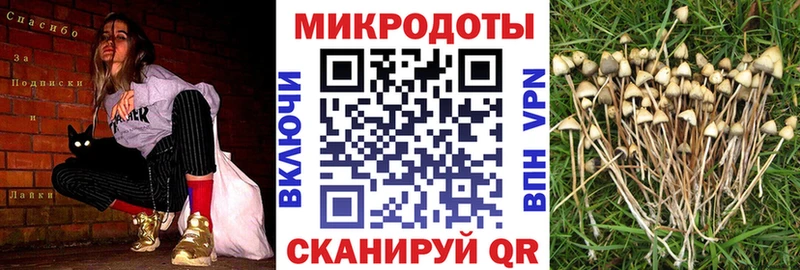Псилоцибиновые грибы Psilocybe  mega   Волжский 